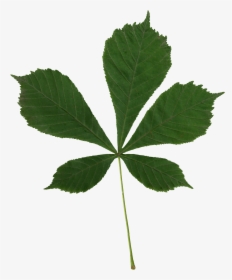 Aesculus Hippocastanum Scanned Leaf, HD Png Download, Transparent PNG