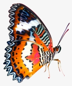 Butterfly Png Image, Transparent Png, Transparent PNG