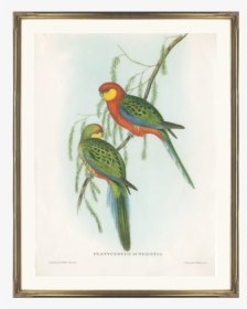 Green Parrot Png, Transparent Png, Transparent PNG