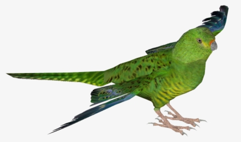 Green Parrot Png, Transparent Png, Transparent PNG