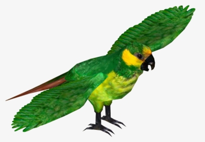 Yellow Eared Parrot , Png Download, Transparent Png, Transparent PNG