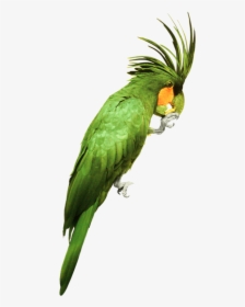 Green Parrot Png, Transparent Png, Transparent PNG