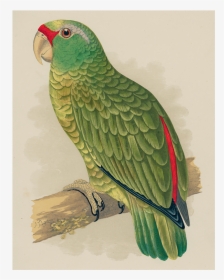 Green Parrot Png, Transparent Png, Transparent PNG