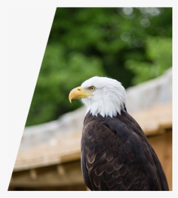 Eagle Perched On A Fence, HD Png Download, Transparent PNG