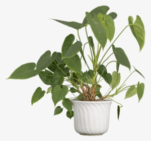 Free Png Nature Plants Png Images Transparent, Png Download, Transparent PNG