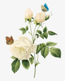 White-roses, HD Png Download, Transparent PNG