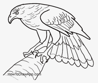 How To Draw An Eagle Easy, HD Png Download, Transparent PNG