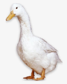 American Pekin Peking Duck Bird Domestic Goose, HD Png Download, Transparent PNG