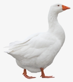 White Duck Png, Transparent Png, Transparent PNG