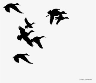Ducks Clipart Black And White, HD Png Download, Transparent PNG
