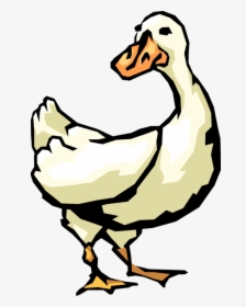 Vector Illustration Of White Waterfowl Duck Bird, HD Png Download, Transparent PNG