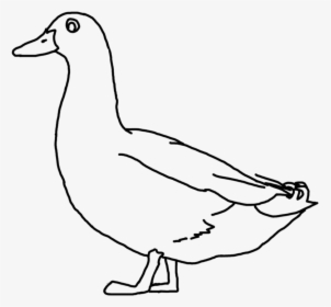 Download Duck Png Duck Line Drawing Clip Art Library, Transparent Png, Transparent PNG