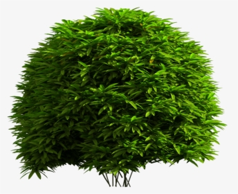Tree Png Picsart, Transparent Png, Transparent PNG