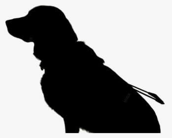Pet Png Transparent Images, Png Download, Transparent PNG