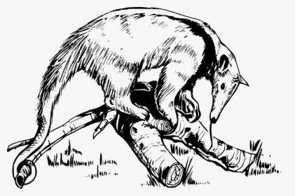 Anteater, Ant, Eater, Animal, Hunting, Tongue, Long, HD Png Download, Transparent PNG