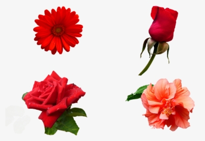 Flowers, Nature, Smell, Color, Garden, Plants, Spring, HD Png Download, Transparent PNG