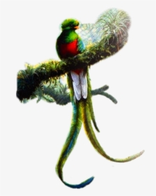Resplendent Quetzal Art , Png Download, Transparent Png, Transparent PNG