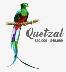 Quetzal Png, Transparent Png, Transparent PNG