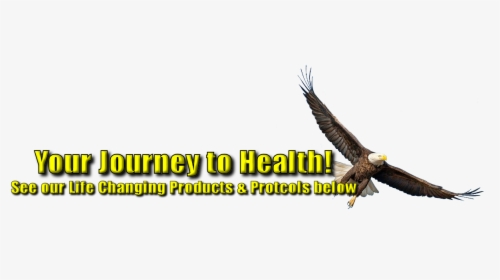 Youngevity Logo Png, Transparent Png, Transparent PNG