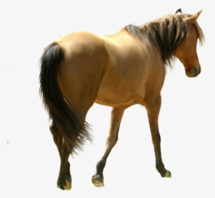 Horse Png Free Image Download, Transparent Png, Transparent PNG