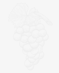 Lailey Winery Icewine Grapes, HD Png Download, Transparent PNG