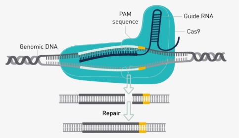 Crispr Cas9 Genome Editing, HD Png Download, Transparent PNG