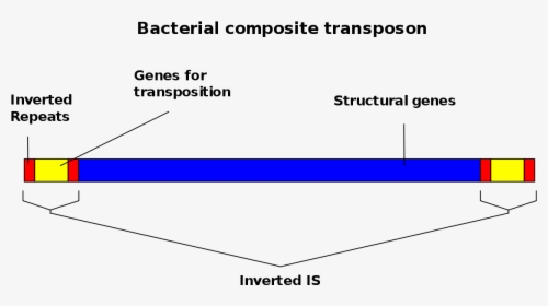 Genes Png, Transparent Png, Transparent PNG