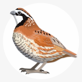 Ology Game Birdwatching With, HD Png Download, Transparent PNG