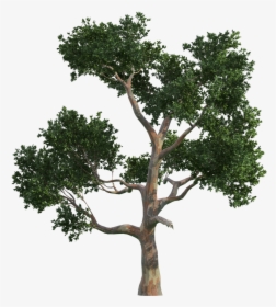 Trees Tree Vecteur Gratis Png Image High Quality Clipart, Transparent Png, Transparent PNG
