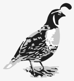Quail Png, Transparent Png, Transparent PNG