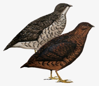 All Birds Wiki, HD Png Download, Transparent PNG