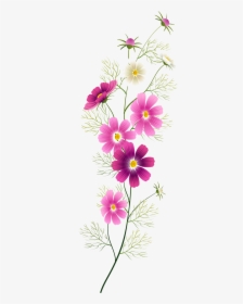 Cosmos Png, Transparent Png, Transparent PNG