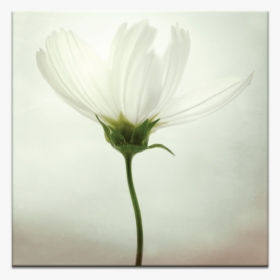 White Cosmos, HD Png Download, Transparent PNG