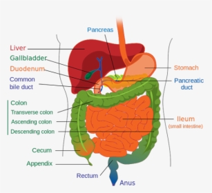 A Diagram Of The Lower Gastrointestinal Tract, HD Png Download, Transparent PNG