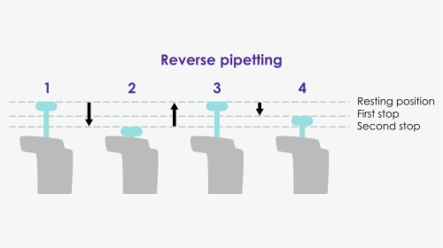 Reverse Png, Transparent Png, Transparent PNG