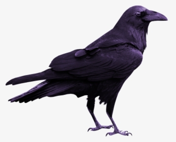 Rook Common Raven Silhouette, HD Png Download, Transparent PNG