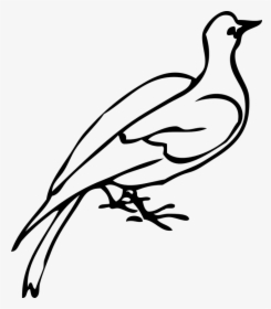 Dove, Bird, Species, Freedom, Love, Symbol, Icon, HD Png Download, Transparent PNG
