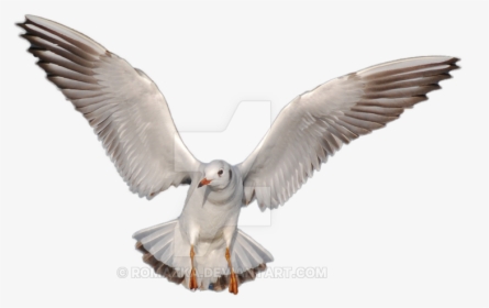 Dove Icon Png, Transparent Png, Transparent PNG