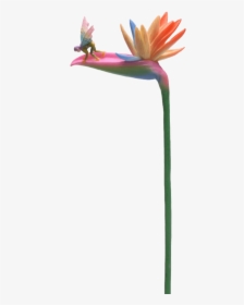 Bird Of Paradise Stem Flitty Fairy Flower, HD Png Download, Transparent PNG