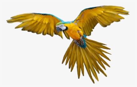 #bird #parrot #hummingbird #fly #flying #flyingbird, HD Png Download, Transparent PNG