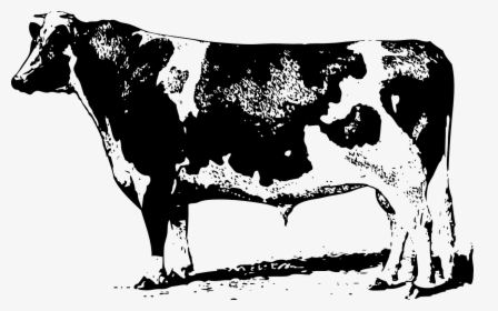 Livestock,monochrome Photography,ox, HD Png Download, Transparent PNG