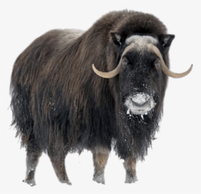 Musk Ox In Winter, HD Png Download, Transparent PNG