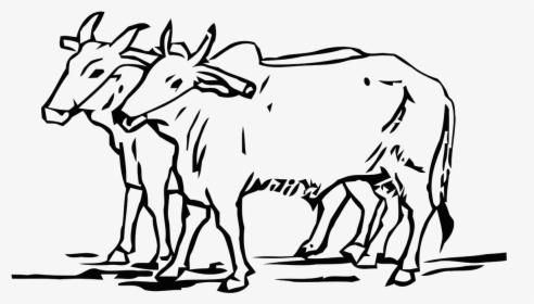 Ox Png, Transparent Png, Transparent PNG