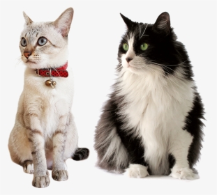 Transparent Cat Png Transparent, Png Download, Transparent PNG