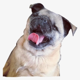 Maya Pug Png , Png Download, Transparent Png, Transparent PNG