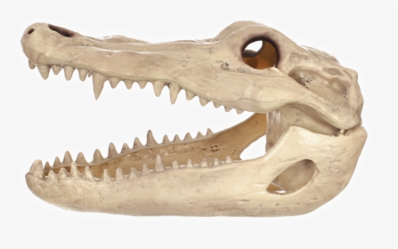 Alligator Skull, HD Png Download, Transparent PNG