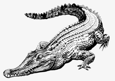 Alligator Head Png, Transparent Png, Transparent PNG