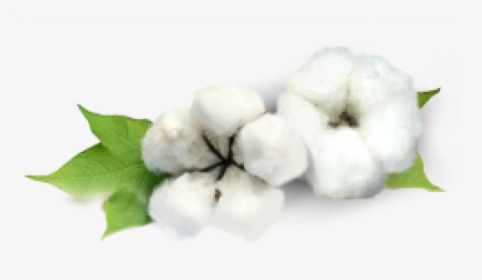 Cotton Plant Png, Transparent Png, Transparent PNG