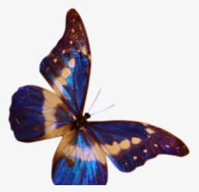 Butterfly .png, Transparent Png, Transparent PNG