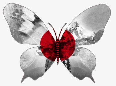 Butterfly .png, Transparent Png, Transparent PNG